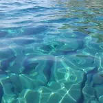 Ibiscus