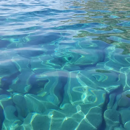 Ibiscus